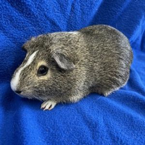 Im Nat an American male guinea pig who was born in the rescue on 192022 and was adopted out to