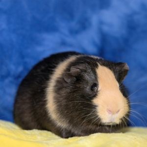Im Shane a 1 year old American male guinea pig who was surrendered to a local 