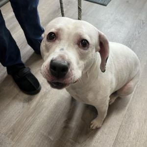 Hazel is one of the prettiest pitties in the PNW and she needs your help Hazel 4 years young and