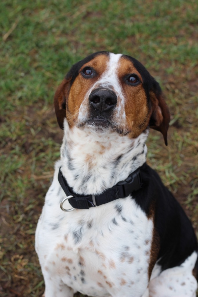 Hank, an adoptable Treeing Walker Coonhound in Ashland, WI, 54806 | Photo Image 1