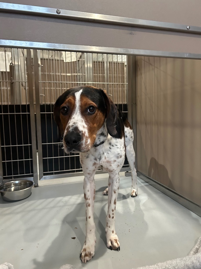 Hank, an adoptable Treeing Walker Coonhound in Ashland, WI, 54806 | Photo Image 2