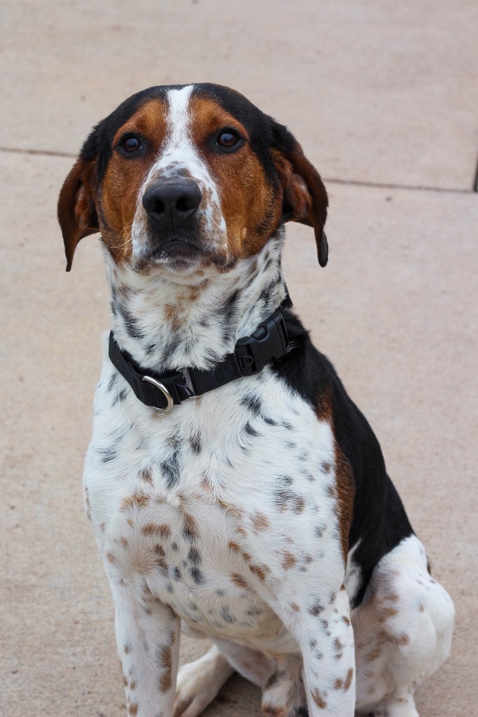 Hank, an adoptable Treeing Walker Coonhound in Ashland, WI, 54806 | Photo Image 3