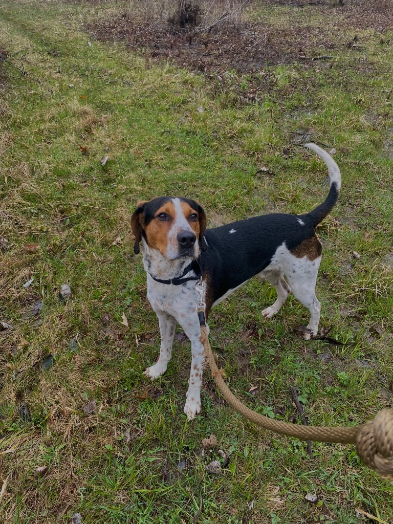 Hank, an adoptable Treeing Walker Coonhound in Ashland, WI, 54806 | Photo Image 4