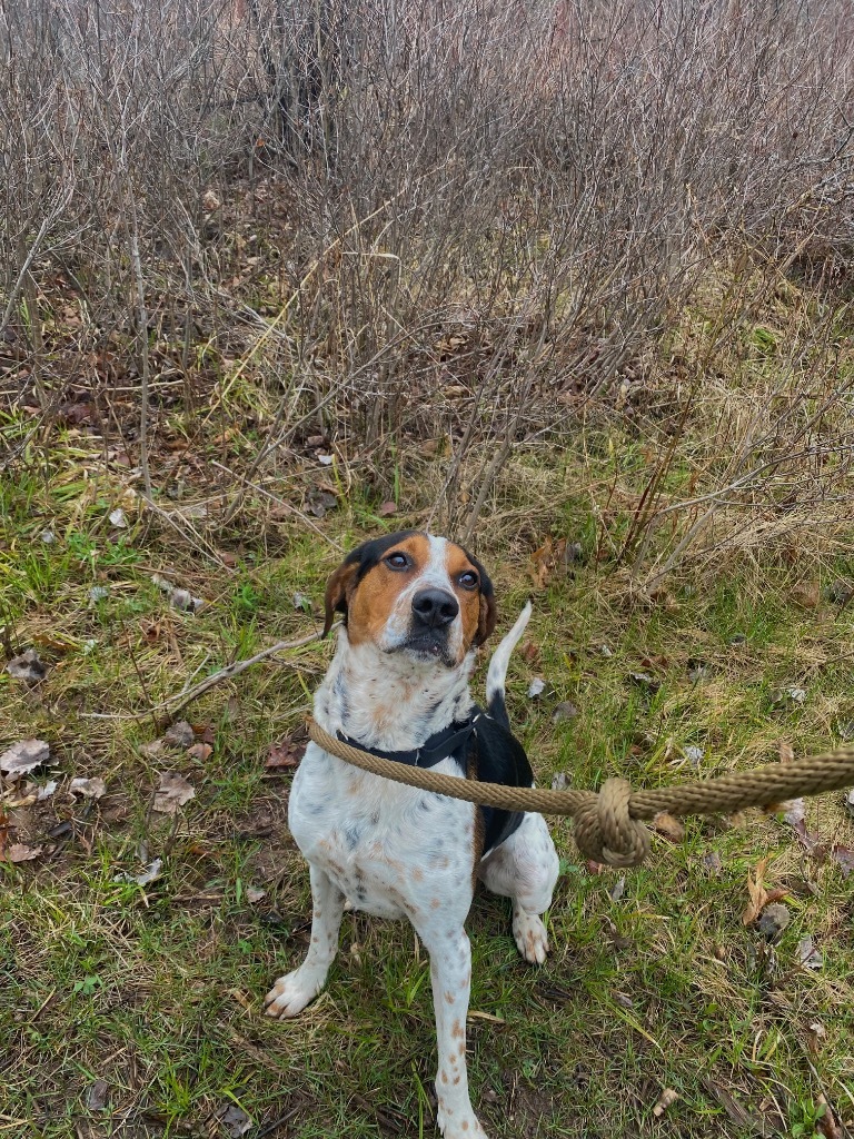 Hank, an adoptable Treeing Walker Coonhound in Ashland, WI, 54806 | Photo Image 5