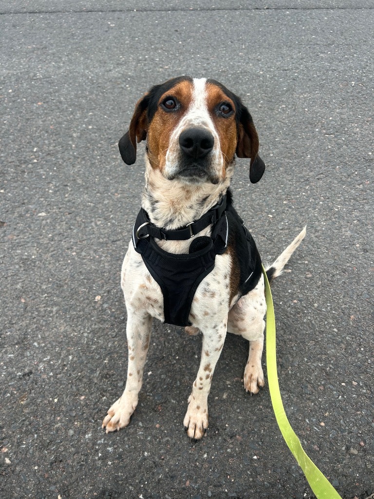 Hank, an adoptable Treeing Walker Coonhound in Ashland, WI, 54806 | Photo Image 6