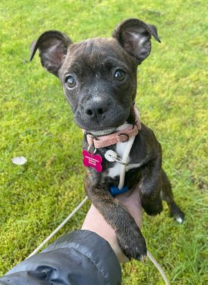 Animal Profile Brinnley is a darling female Boston Terrier mix estimated to be 12 weeks old She a