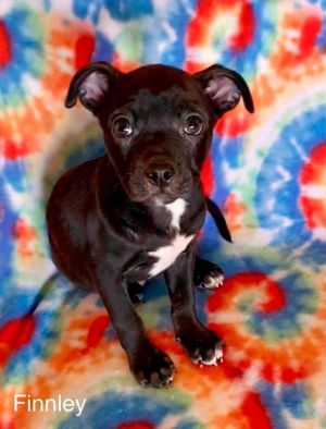Animal Profile Finnley is a handsome male Boston Terrier mix estimated to be 1
