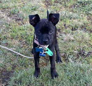 Animal Profile Wrennley is a darling female Boston Terrier mix estimated to be 12 weeks old She a