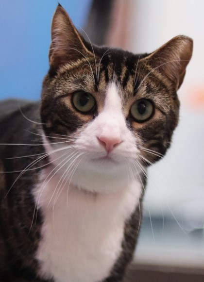 Tuk Tuk, an adoptable Domestic Short Hair in Walla Walla, WA, 99362 | Photo Image 1