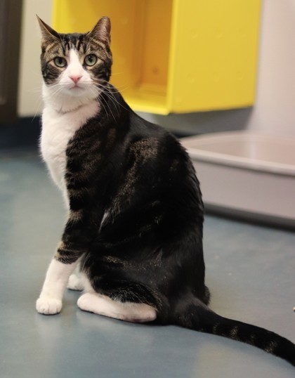 Tuk Tuk, an adoptable Domestic Short Hair in Walla Walla, WA, 99362 | Photo Image 2