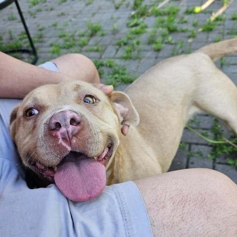 Eva, an adoptable Pit Bull Terrier in Faribault, MN, 55021 | Photo Image 1