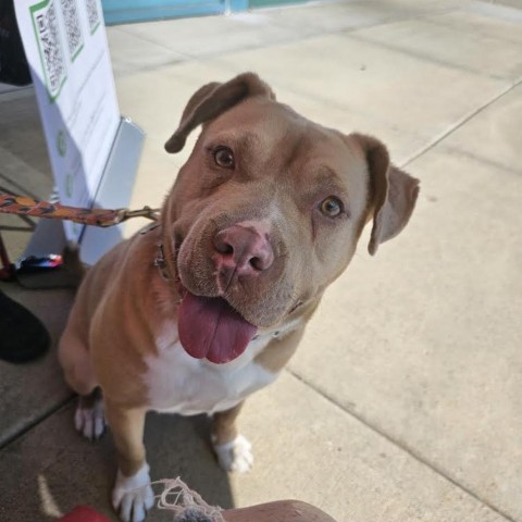 Eva, an adoptable Pit Bull Terrier in Faribault, MN, 55021 | Photo Image 1