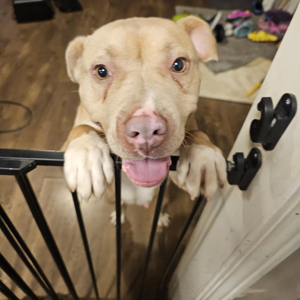 Eva, an adoptable Pit Bull Terrier in Faribault, MN, 55021 | Photo Image 1