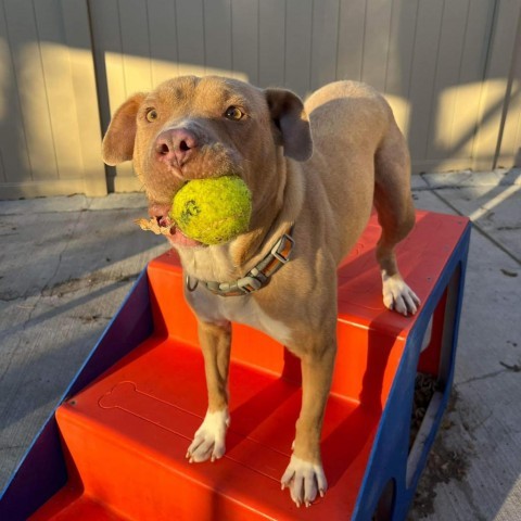 Eva, an adoptable Pit Bull Terrier in Faribault, MN, 55021 | Photo Image 2