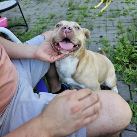 Eva, an adoptable Pit Bull Terrier in Faribault, MN, 55021 | Photo Image 2