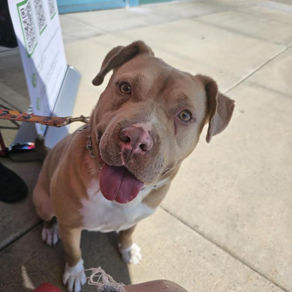 Eva, an adoptable Pit Bull Terrier in Faribault, MN, 55021 | Photo Image 2