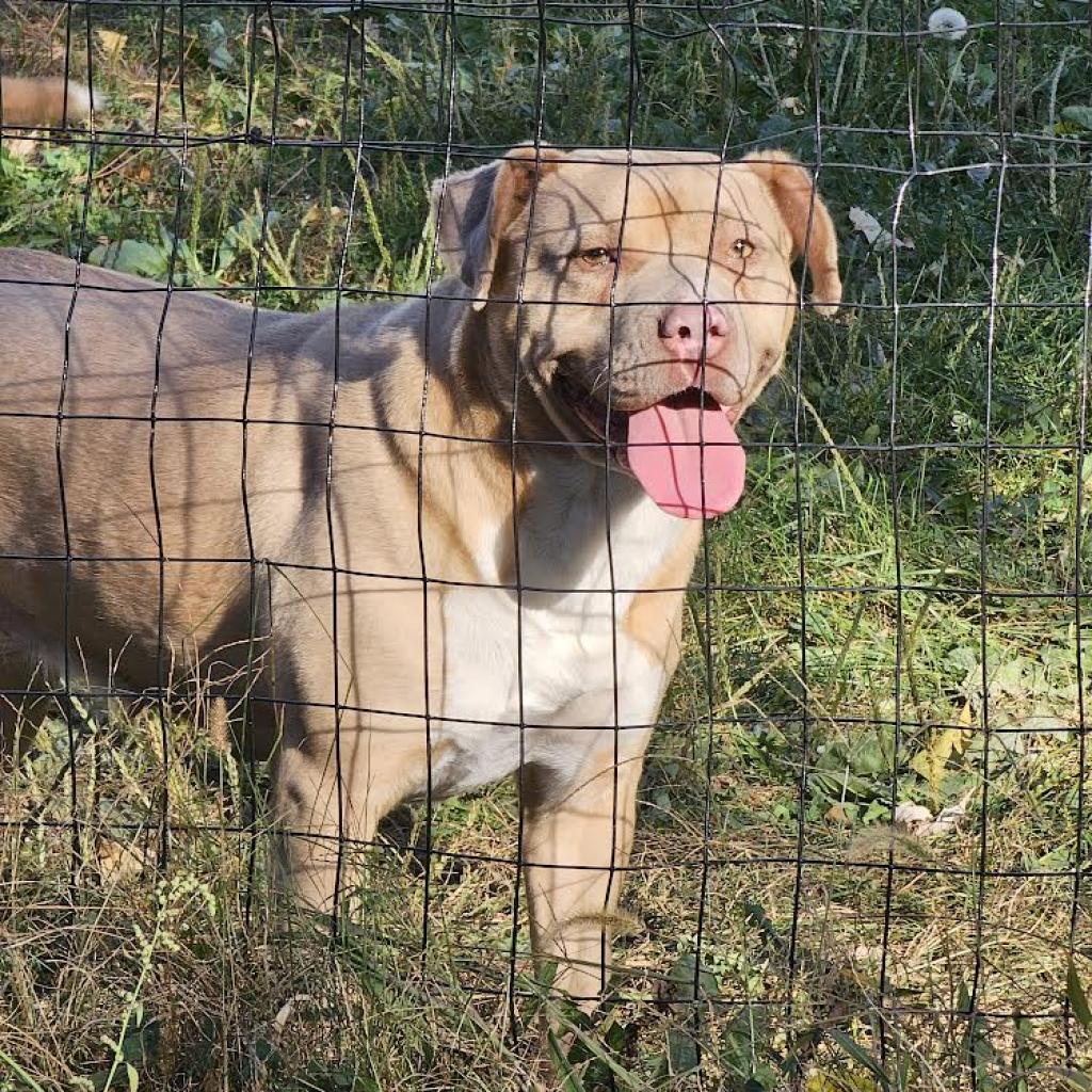 Eva, an adoptable Pit Bull Terrier in Faribault, MN, 55021 | Photo Image 5