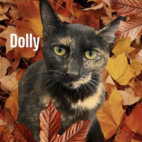 Dolly 1