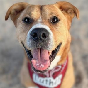 LUTHER*, Adult Male Pit Bull Terrier