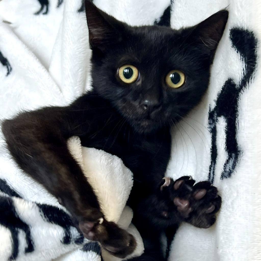 Nova