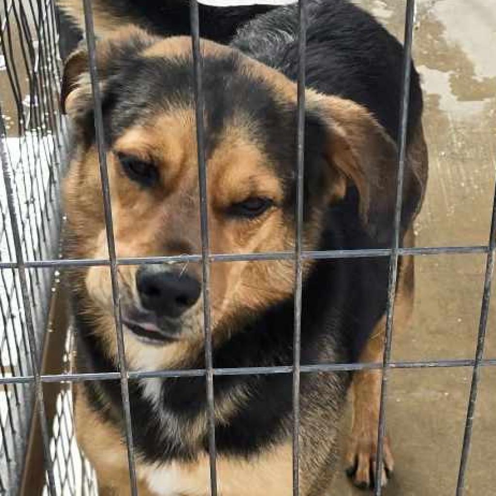 Bo PDR, an adoptable Shepherd in Las Vegas, NV, 89145 | Photo Image 1