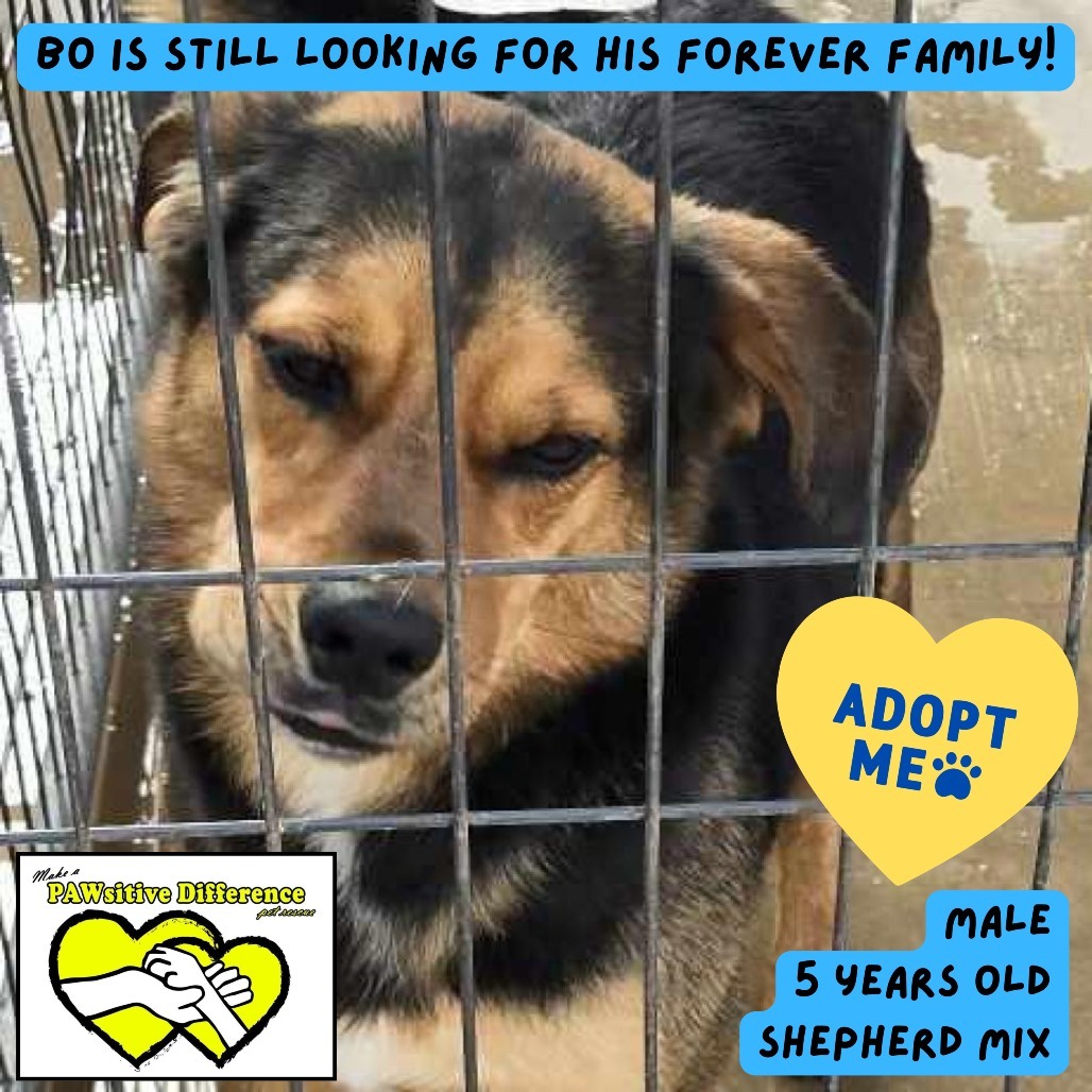 Bo PDR, an adoptable Shepherd in Las Vegas, NV, 89145 | Photo Image 1