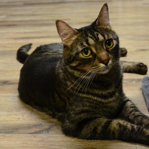 Boo Tiger, an adoptable Domestic Short Hair in Las Vegas, NV, 89146 | Photo Image 1