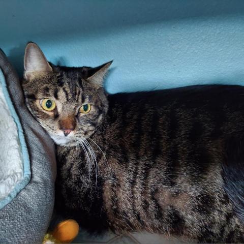 Boo Tiger, an adoptable Domestic Short Hair in Las Vegas, NV, 89146 | Photo Image 2