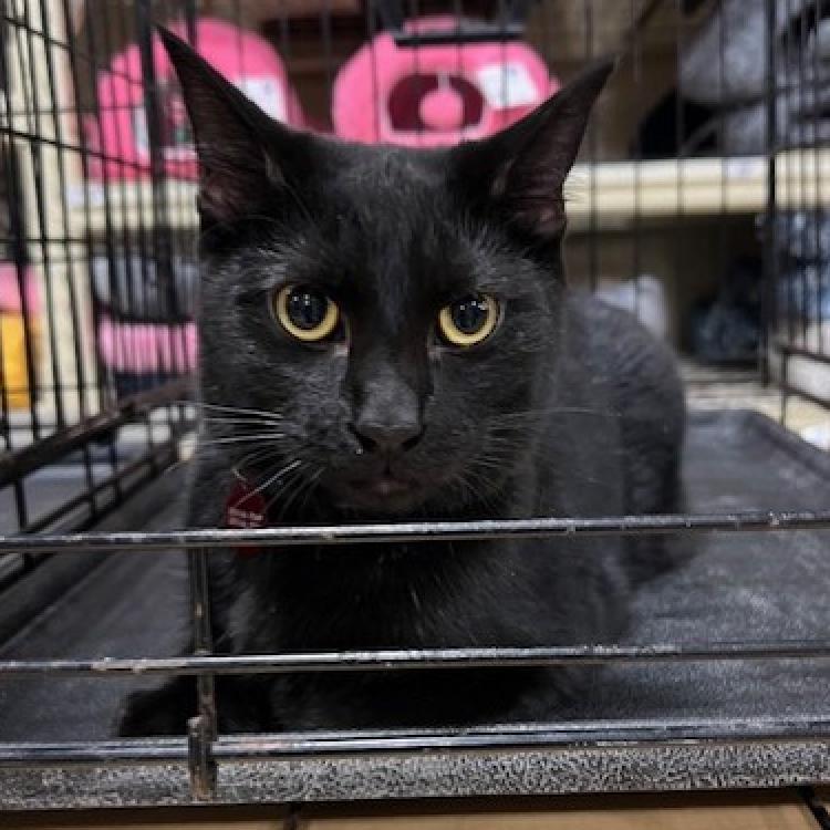 Walita, an adoptable Domestic Short Hair in Bismarck, ND, 58507 | Photo Image 2