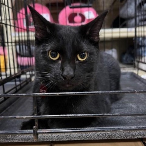 Walita, an adoptable Domestic Short Hair in Bismarck, ND, 58507 | Photo Image 3