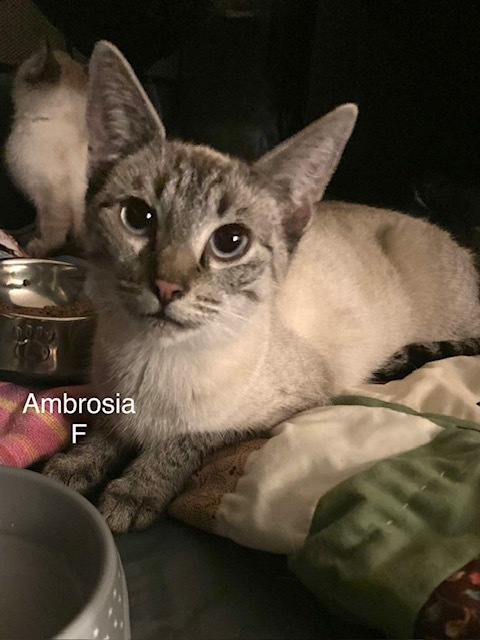 Ambrosia detail page