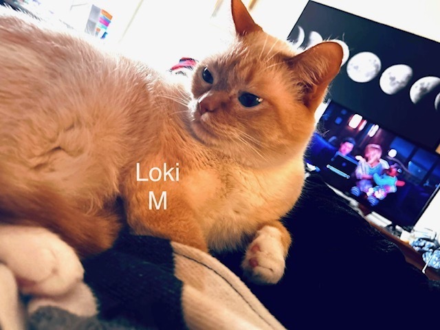 Loki 1