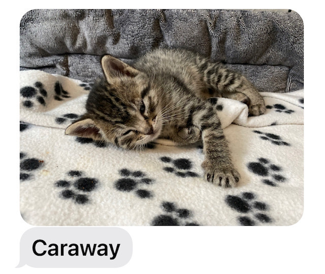 Caraway, an adoptable Domestic Short Hair in Bend, OR, 97701 | Photo Image 1