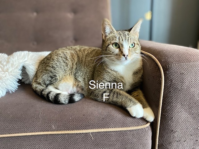 Sienna, an adoptable Domestic Short Hair in Bend, OR, 97701 | Photo Image 1