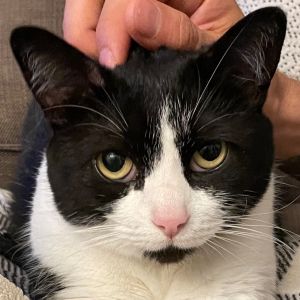 Jane is a beautiful full bodied female cat whose coat is black and white majority white approxim