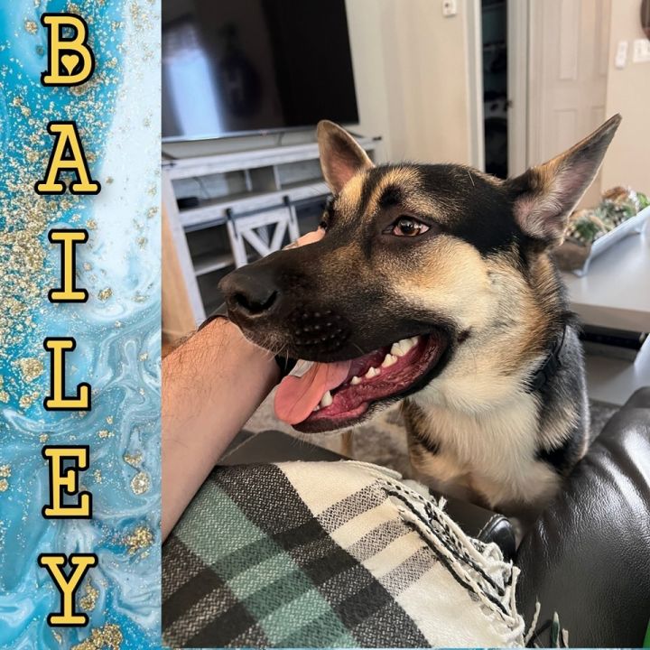 Bailey 6