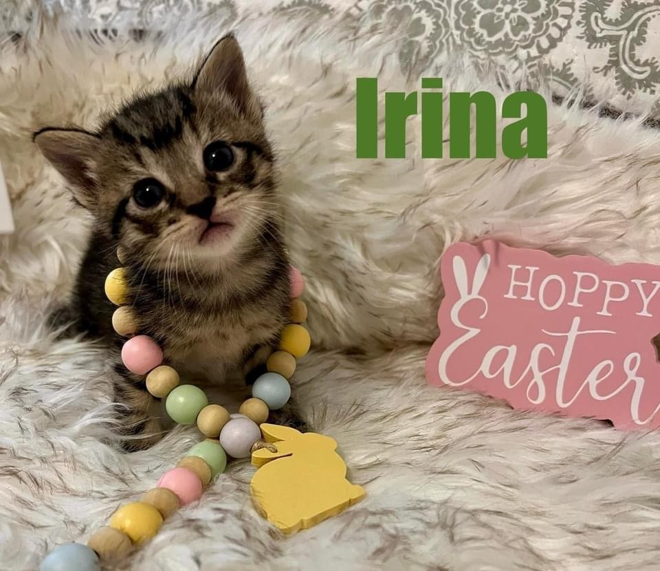 IRINA Kitten