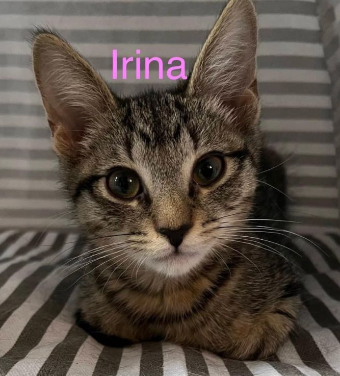 IRINA Kitten