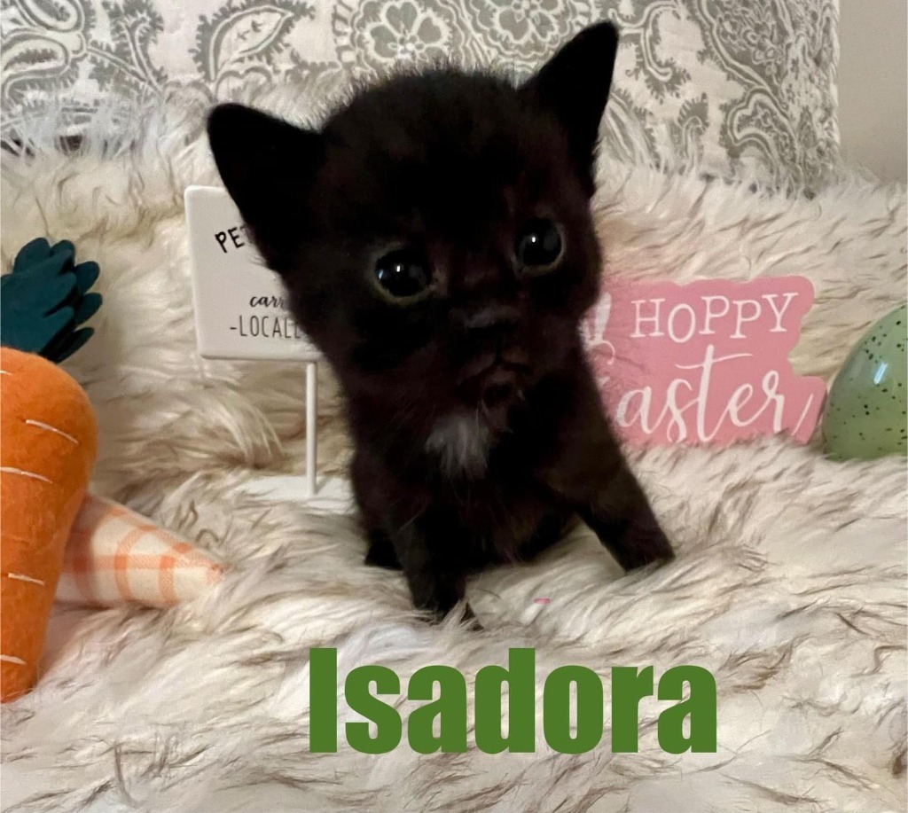 ISADORA Kitten
