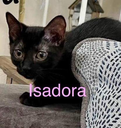 ISADORA Kitten 1