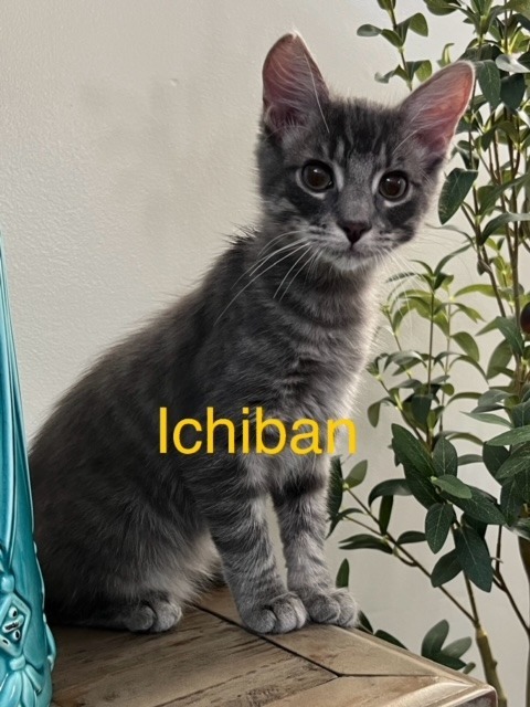 ICHIBAN Kitten