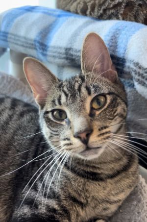 INGRAM Kitten