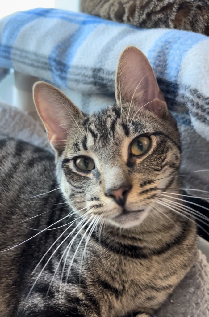 INGRAM Kitten, an adoptable Domestic Short Hair in New Bern, NC, 28563 | Photo Image 1