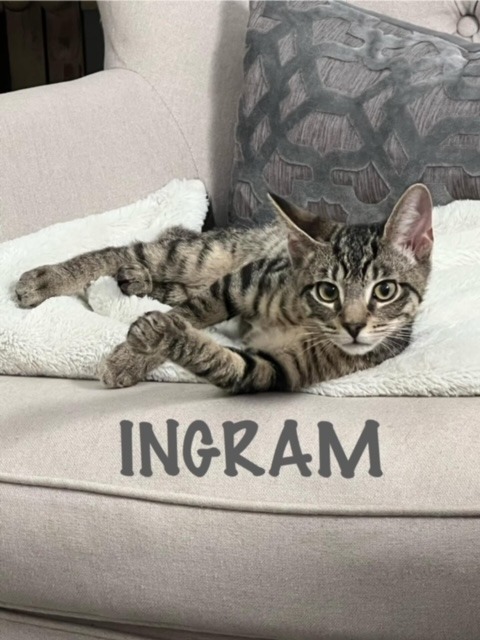 INGRAM Kitten, an adoptable Domestic Short Hair in New Bern, NC, 28563 | Photo Image 2