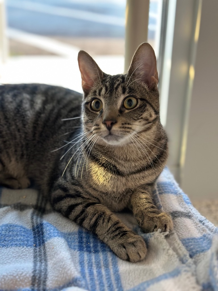 INGRAM Kitten, an adoptable Domestic Short Hair in New Bern, NC, 28563 | Photo Image 3