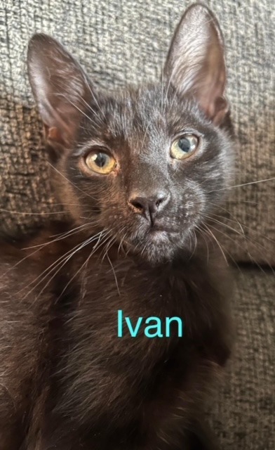 IVAN Kitten 1