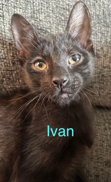 IVAN Kitten, an adoptable Domestic Short Hair in New Bern, NC, 28563 | Photo Image 1