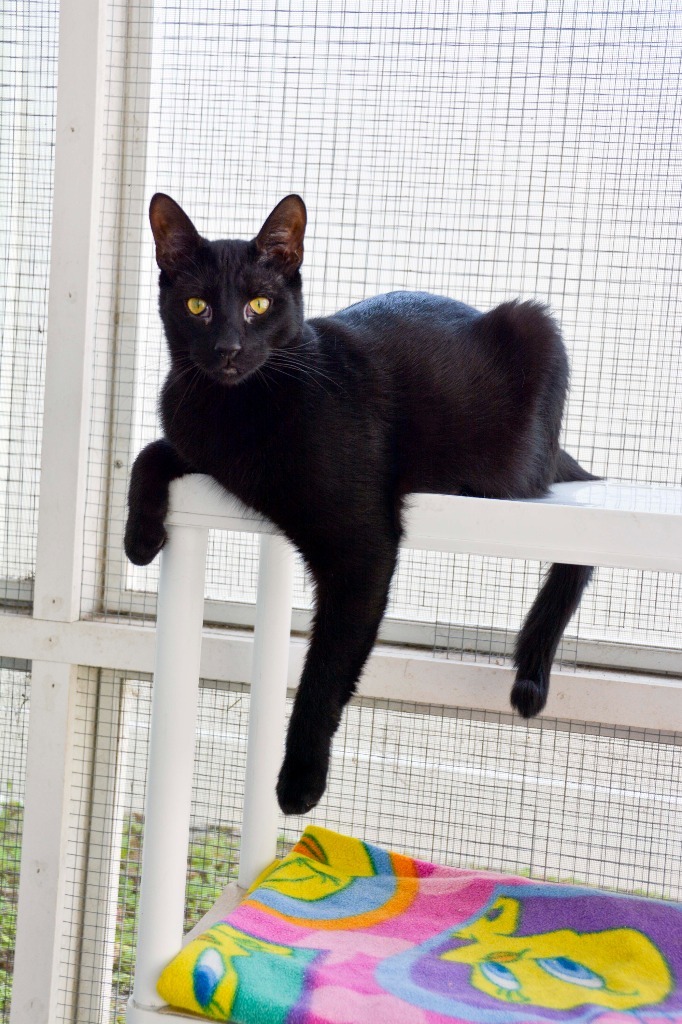 IVAN Kitten, an adoptable Domestic Short Hair in New Bern, NC, 28563 | Photo Image 1
