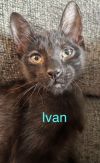 IVAN Kitten photo 2