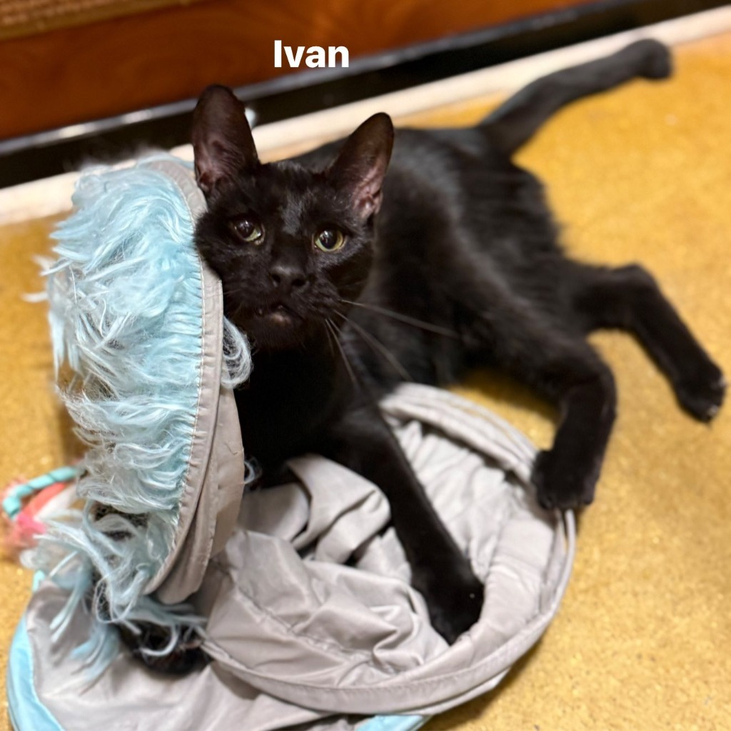IVAN Kitten, an adoptable Domestic Short Hair in New Bern, NC, 28563 | Photo Image 3